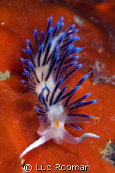 Paarse flabellina
llafrank Spanje by Luc Rooman 